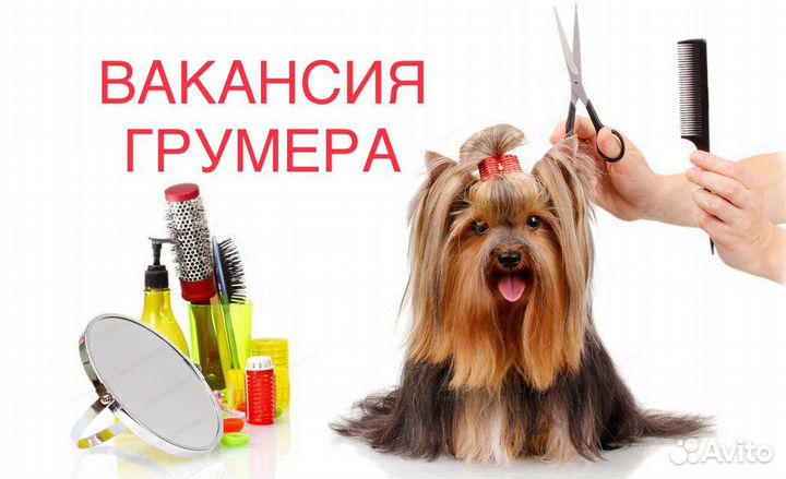 Грумер в зоостудию