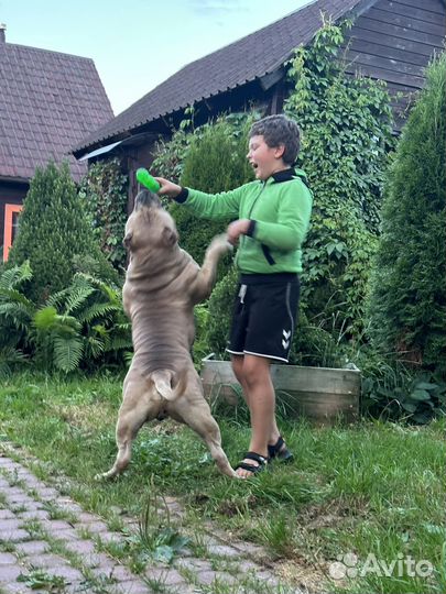 Американский булли вязка