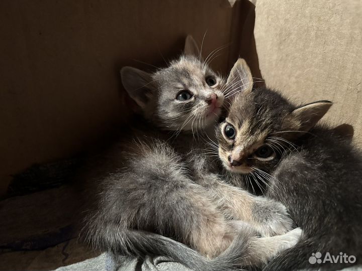 Котята в добрые руки