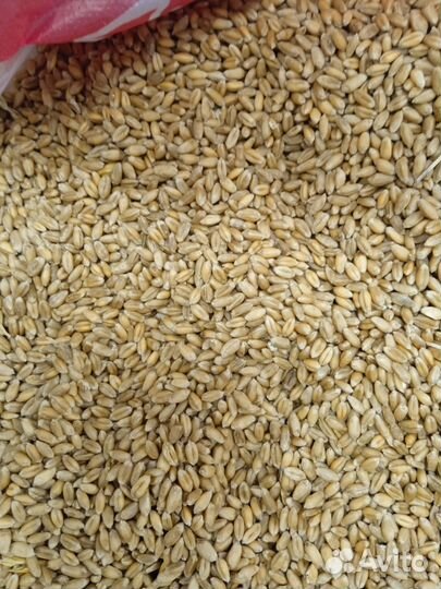 Пшеница, ячмень, горох, реализация