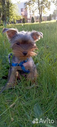 Йоркширский терьер мини
