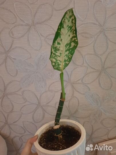 Диффенбахия рефлектор