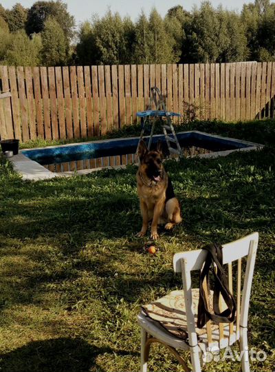 Вязка Немецкой Овчарки