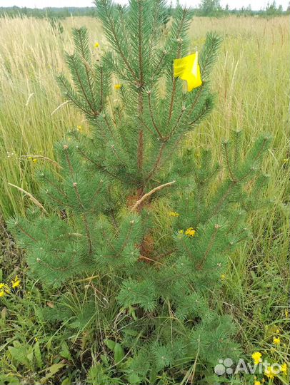 Сосна обыкновенная 140-150см