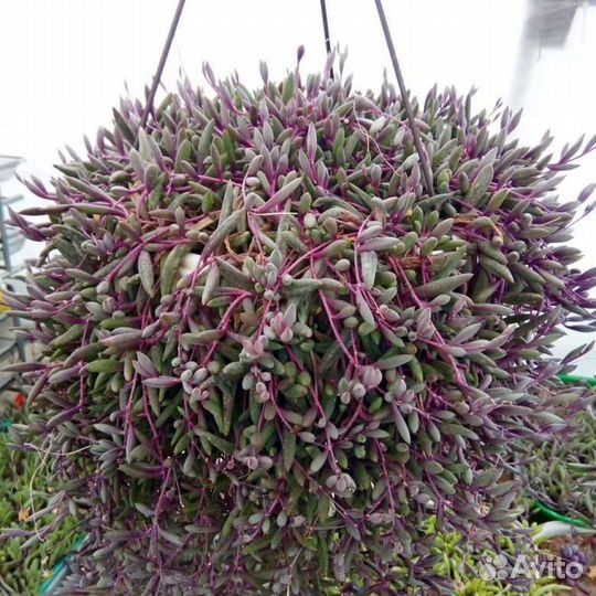 Оттона, плектрантус