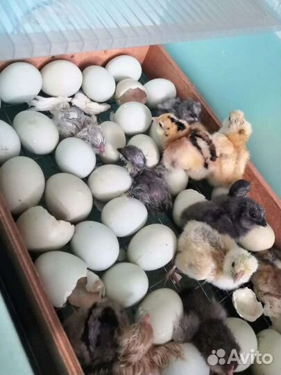 Инкубационное яйцо.Цыплята Амераукана