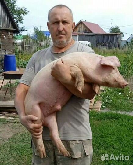 Поросята