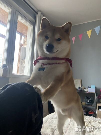 Шикарный мальчик Сиба-Ину ищет невесту