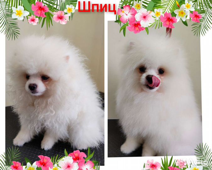 Грумер стрижка собак