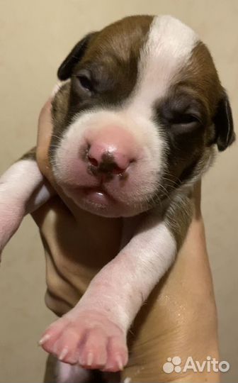 Щенки американского питбультерьера