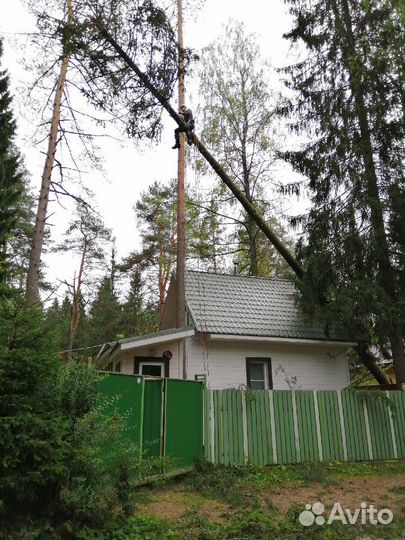 Спил деревьев валка деревьев