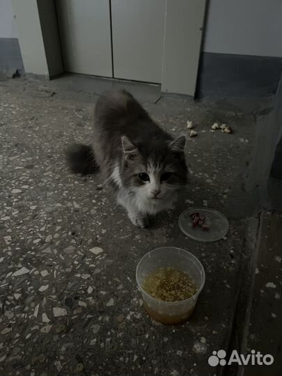 Кошки в добрые руки бесплатно. Найдена