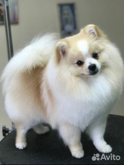 Вязка собак шпиц