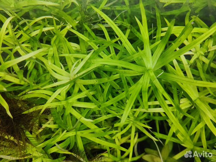 Аквариумные растения без сo2