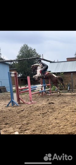 Продам жеребца