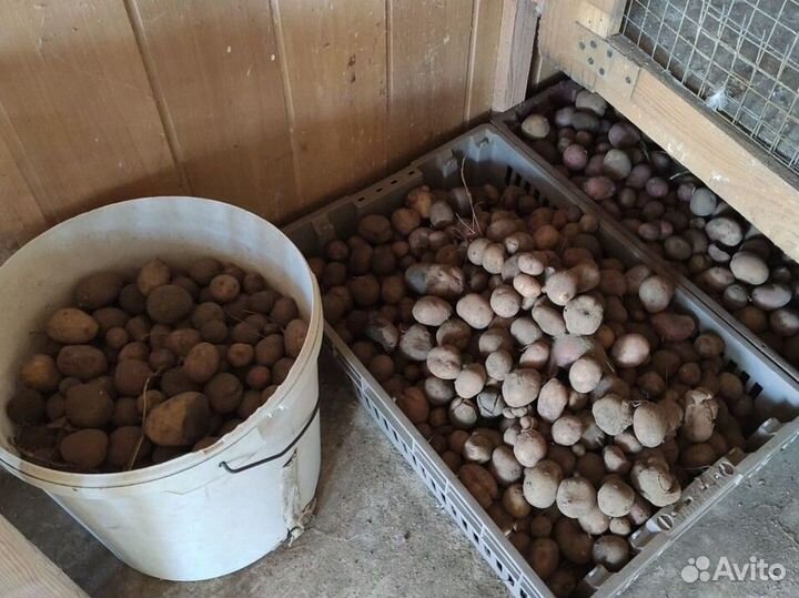 Картошка мелочь