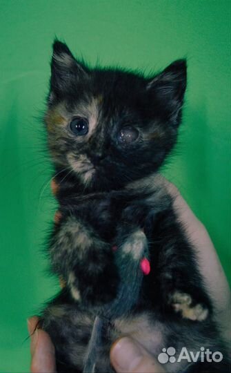 Пристраиваются котята Сима и Семен