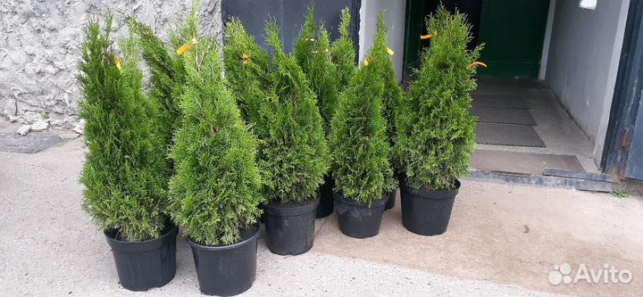 Туя смарагд экстра