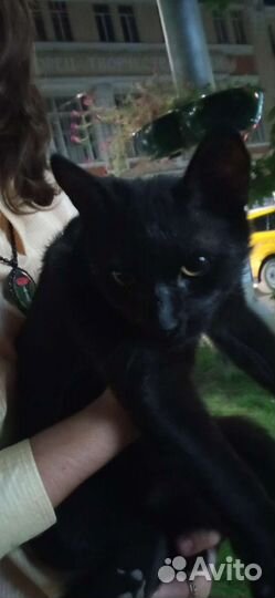 Найден кот с двумя ошейниками