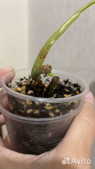 Филодендрон сплендид