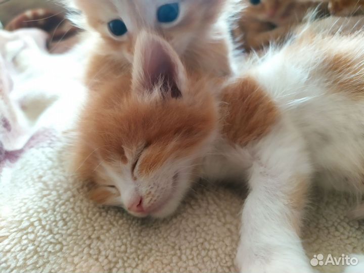 Кошка в дар бесплатно