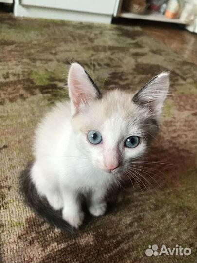 Котята в добрые руки бесплатно