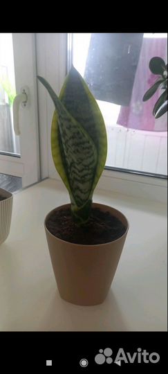 Сансевиерия лауренти