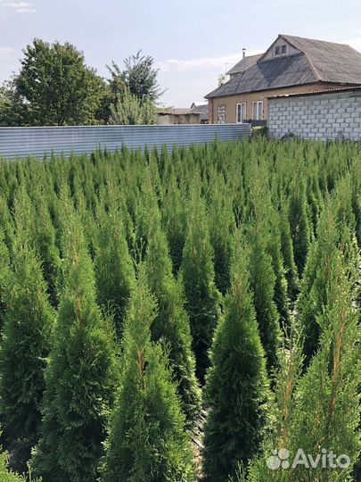 Туя смарагд