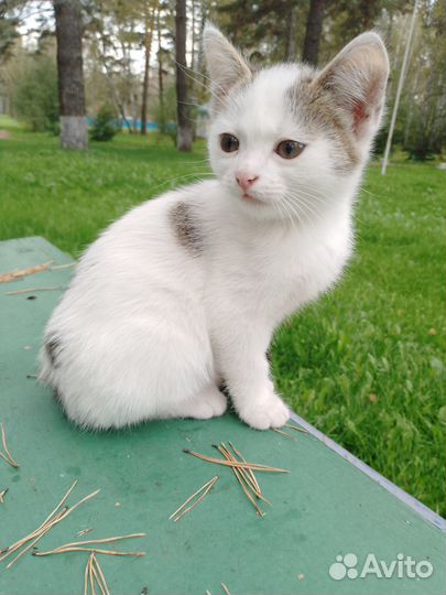 Котята