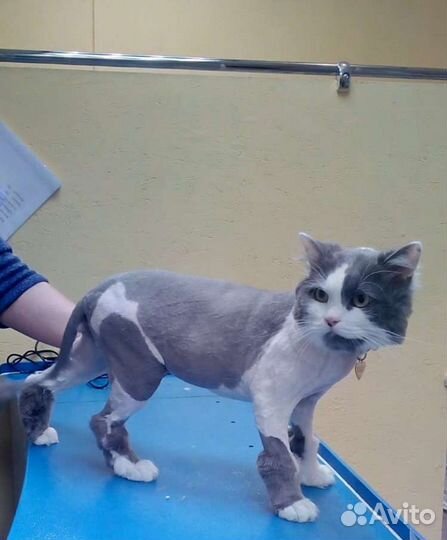 Стрижка кошек выезд на дом по черниковке