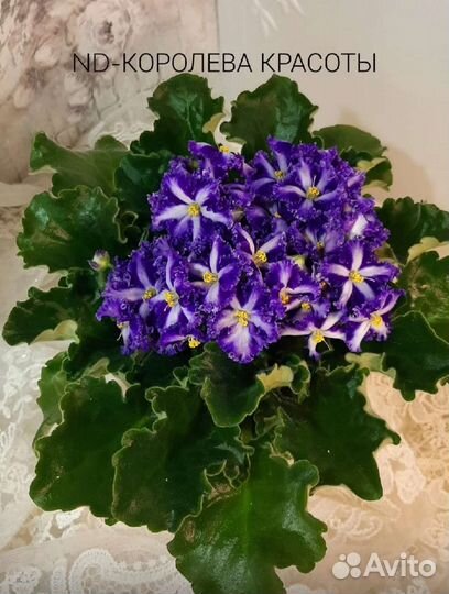 Детки сортовых фиалок