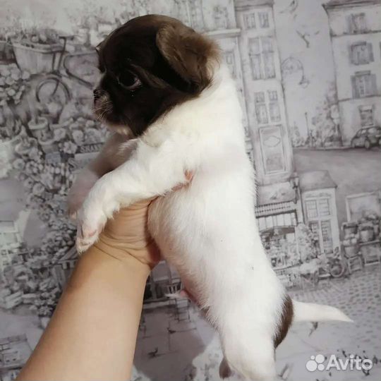 Чихуахуа щенки