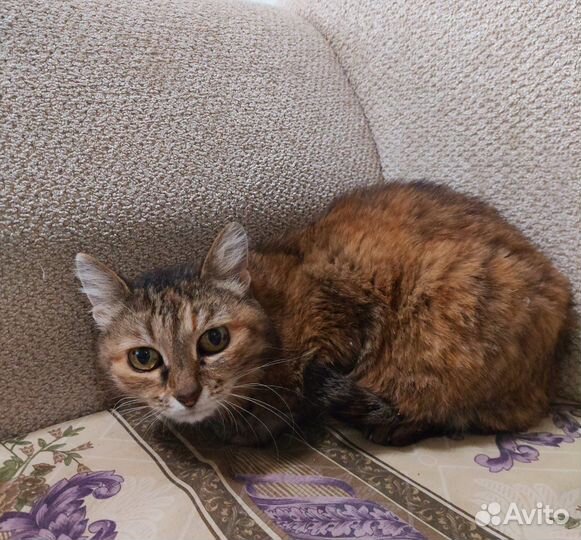 Ласковая Кошка очень ждет хозяев