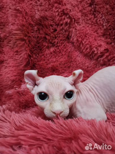 Двельф кошка Канадский сфинкс