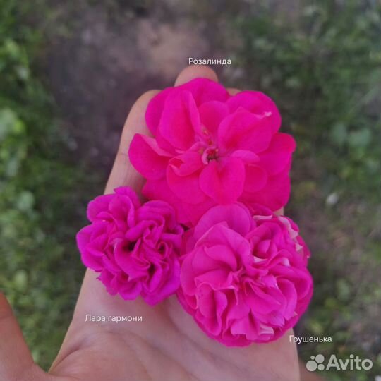 Срезы сортовых пеларгоний