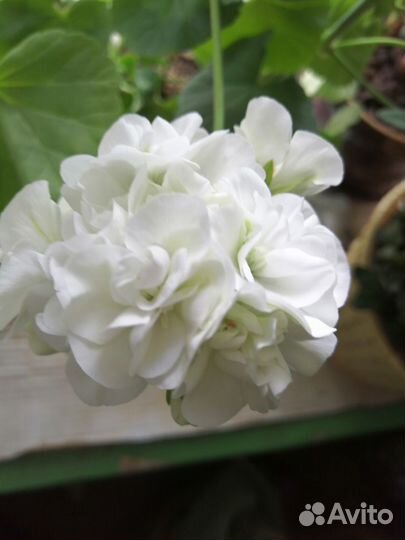 Комнатные растения разные много