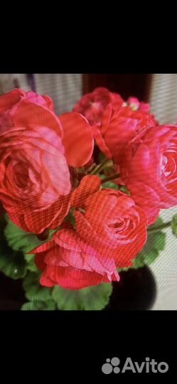 Пеларгонии сортовые