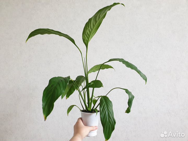 Спатифиллум, Женское счастье, растения цветы белые