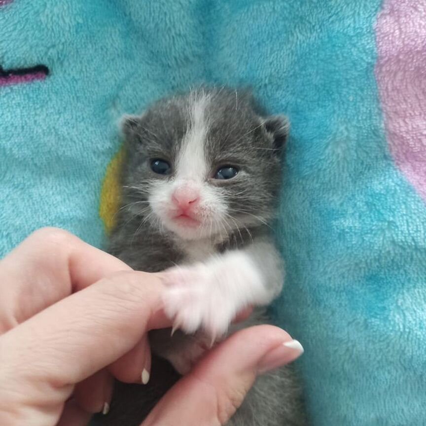 Котики бесплатно в добрые руки