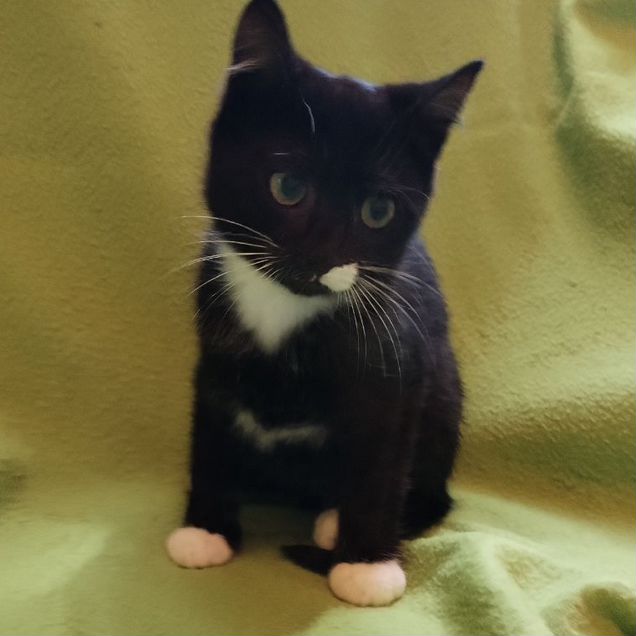 Котёнок в добрые руки