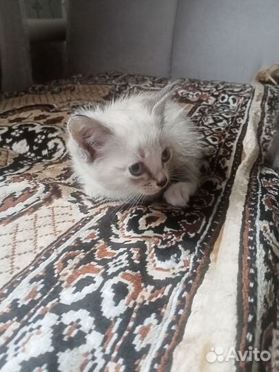 Котята отдам в добрые руки бесплатно