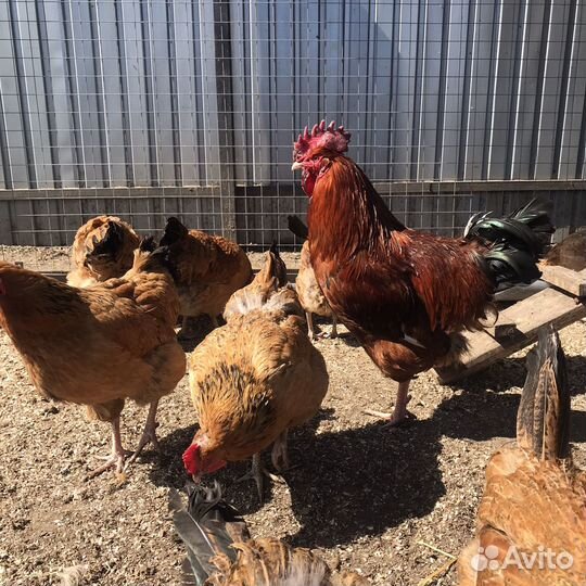 Куры несушки Кучинские юбилейные