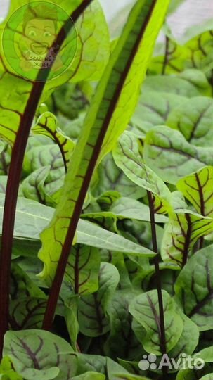 Семена микрозелени Лук Шнитт