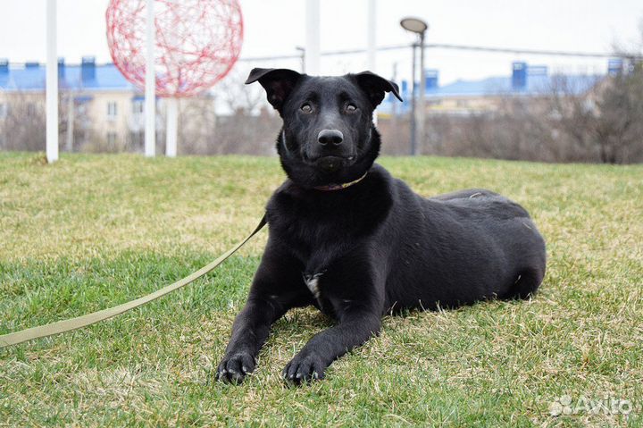 Собака Дюна