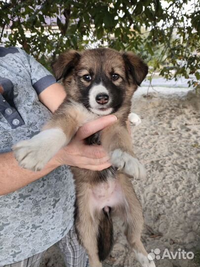 Собака щенок охранник