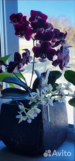 Орхидея Dpts. Black Princess