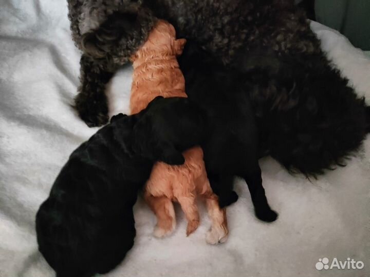 Той-пудель мини