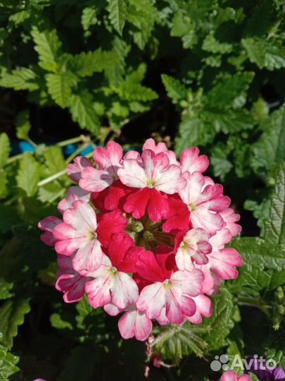 Рассада: петуния, алиссум, вербена, гацания, виола