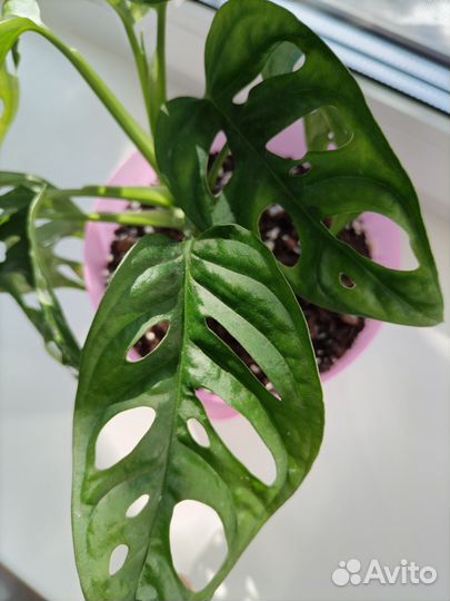 Монстера манки