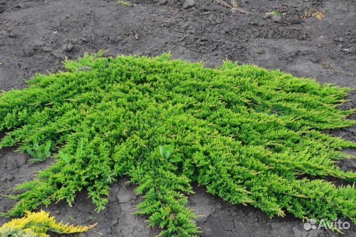Можжевельник Блю чип